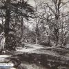 Reptons Walk Cobham Park