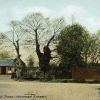 The Old Stock Trees, Meopham Street
