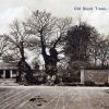 Old Stock Trees